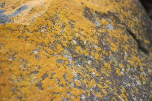 Close up yellow lichen cover the rough stone concept photo. Show with macro view. Rocks full of the moss photo