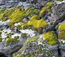 Close up moss grown up cover the rough stones and on the floor in the forest. Show with macro view. Rocks full of the moss photo