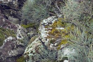 Close up moss grown up cover the rough stones and on the floor in the forest. Horsetail field photo