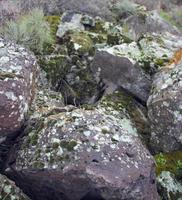 Moss and lichen grown up cover the rough stones and on the floor in the forest. Horsetail field grows in the wild. photo