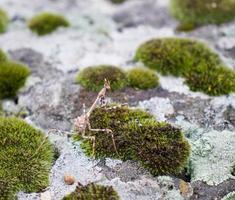 Close up moss grown up and mantis on the stone concept photo. Show with macro view. Rock full of the moss photo