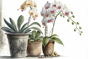 Painting orchids in potted plant, white background. AI digital illustration photo