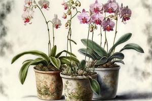 Painting orchids in potted plant, white background. AI digital illustration photo