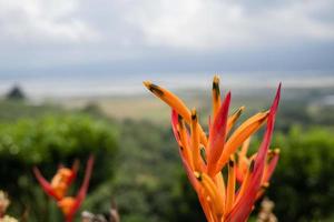 Close up photo of decorative plant on the green garden with cloudy sky and hill. The photo is suitable to use for traditional food background, poster and food content media.