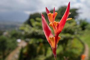 Close up photo of decorative plant on the green garden with cloudy sky and hill. The photo is suitable to use for traditional food background, poster and food content media.