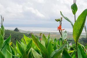 Close up photo of decorative plant on the green garden with cloudy sky and hill. The photo is suitable to use for traditional food background, poster and food content media.