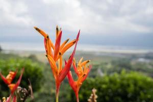 Close up photo of decorative plant on the green garden with cloudy sky and hill. The photo is suitable to use for traditional food background, poster and food content media.