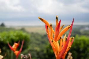 Close up photo of decorative plant on the green garden with cloudy sky and hill. The photo is suitable to use for traditional food background, poster and food content media.