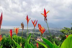 cerca arriba foto de decorativo planta en el verde jardín con nublado cielo y colina. el foto es adecuado a utilizar para tradicional comida fondo, póster y comida contenido medios de comunicación.