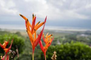 Close up photo of decorative plant on the green garden with cloudy sky and hill. The photo is suitable to use for traditional food background, poster and food content media.