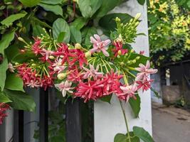 Rainy flower season, the domestic flower on Central Java. The photo is suitable to use for nature background flower poster and botanical content media.