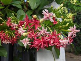 Rainy flower season, the domestic flower on Central Java. The photo is suitable to use for nature background flower poster and botanical content media.