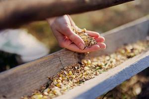 A woman works on a farm and feeds her chickens with healthy food, putting young, organic grass and compound feed into their feeders by hand to feed them photo