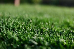 View of young green grass in the park, taken close-up with a beautiful blurring of the background photo