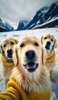 a group of golden retriever dogs wearing sweater photo