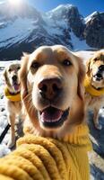 a group of golden retriever dogs taking selfies together photo