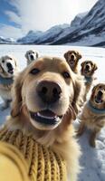 a group of golden retriever dogs wearing dog and taking selfie photo