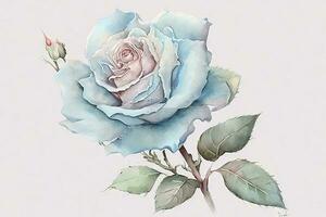 beautiful light blue Rose watercolor photo