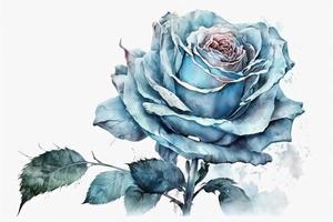 beautiful light blue Rose watercolor photo