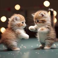 2 cats fight catjitsu style photo