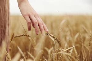 Image of spikelets in hands Wheat field sunny day photo