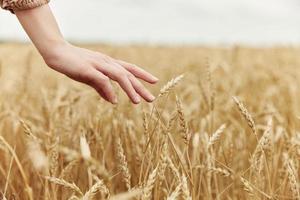 female hand the farmer concerned the ripening of wheat ears in early summer harvest photo