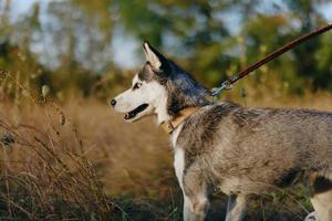 retrato de un fornido perro en naturaleza en el otoño césped con su lengua pega fuera desde fatiga dentro el puesta de sol felicidad perro foto