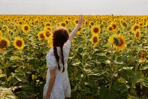 woman with two pigtails looking in the sunflower field flowering plants photo