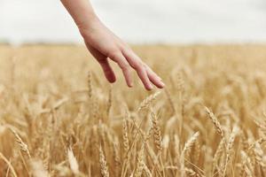 imagen de espiguillas en manos el granjero preocupado el madurez de trigo orejas en temprano verano soleado día foto