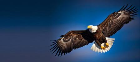 The flying eagle on blue background AI photo