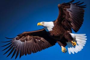 The flying eagle on blue background. Eagle logo template AI photo