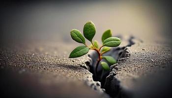 Strength and power of nature. A crack in the ground and a young sprout. Green grass, the plant grows through dry desert soil. Fragment of an oasis. Environment. illustration AI photo