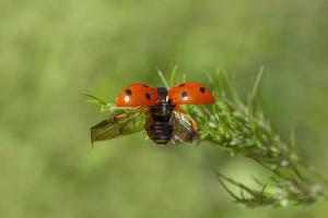 ladybird flying off green plant photo