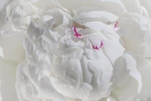 close up of white peony photo