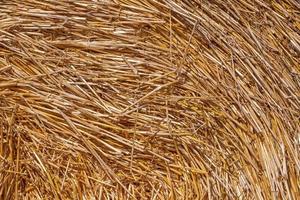 close up of straw in stack photo