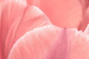 close up of pink tulip flower photo