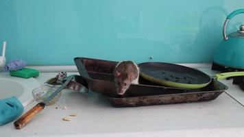 Rat kruipt Aan vuil veroordeling in de keuken. onhygiënisch video