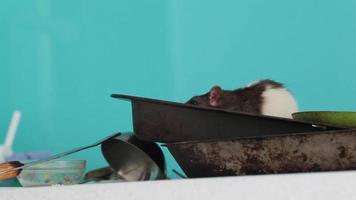 rat rampe sur sale condamnation dans le cuisine. insalubre video