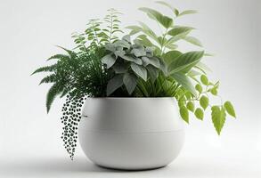 plantas de interior en un maceta en un blanco antecedentes. 3d representación generativo ai foto