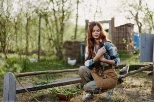 un mujer granjero en trabajo ropa es participación un joven pollo y inspeccionando un alimentador con orgánico orgánico pollo comida en el granja en un puesta de sol verano día foto