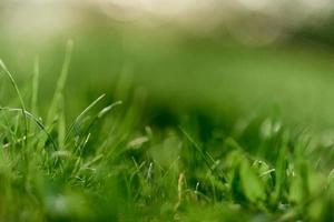 Green grass leaves in close-up, mock up and copy space photo