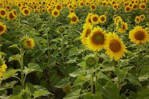 Bright yellow sunflower flower Agricultural field color image photo