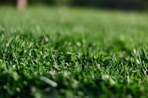 View of young green grass in the park, taken close-up with a beautiful blurring of the background photo