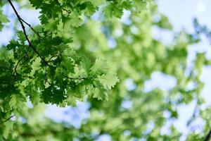 Oak leaves close-up, green spring tree crown sunlight photo