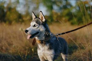 un perro de el fornido raza camina en naturaleza en un Correa en el parque, pega fuera su lengua desde el calor y mirando dentro el perfil de el otoño paisaje foto