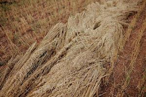 field nature cultivation rye landscape countryside organic photo