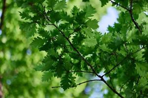 Oak leaves close-up, green spring tree crown sunlight photo