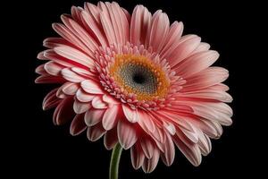 pink gerber daisy on black background photo