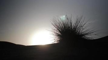 Shrub, Bush In Middle Eastern Desert Sand Dunes video