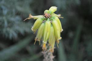 raro ligero pálido amarillo flor brotes colgado foto